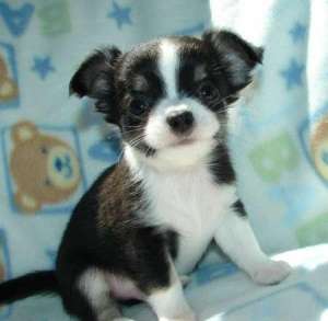 dulciuri Chihuahua pui de cadou