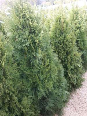 plante ornamentale