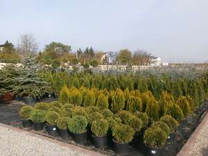 plante ornamentale