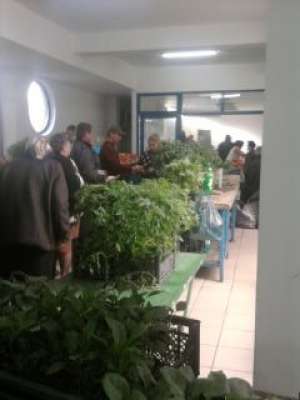 vand rasaduri de legume