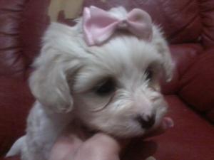 PUI BICHON MALTESE TOY-CADOUL IDEAL