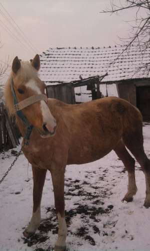 vand Iapa lipitana