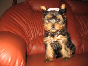PUI YORKSHIRE TERRIER TOY