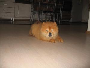 PUI CHOW-CHOW DE CALITATE,  TOATE CULORILE