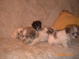 bichon havanez - gemene de talie mica