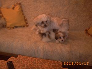 bichon havanez - gemene de talie mica