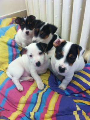 vand pui  jack russell