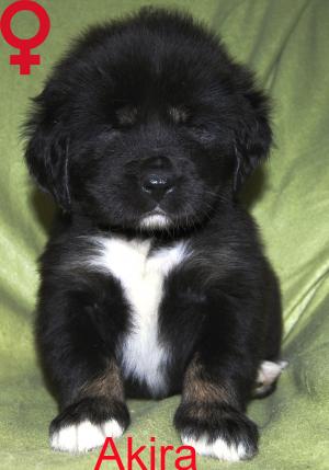 vand catei rasa Mastiff Tibetan