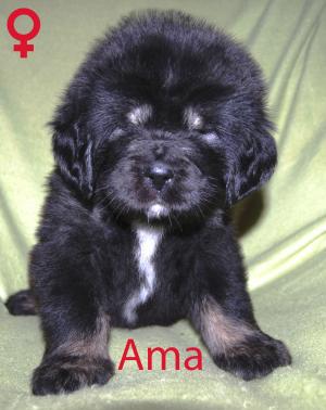 vand catei rasa Mastiff Tibetan