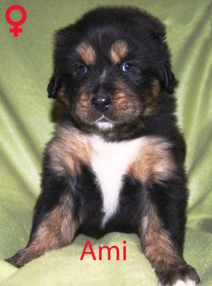 vand catei rasa Mastiff Tibetan