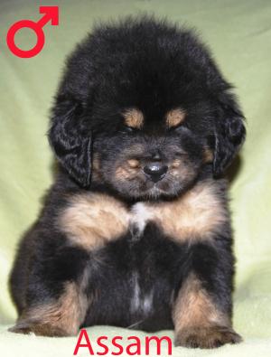 vand catei rasa Mastiff Tibetan