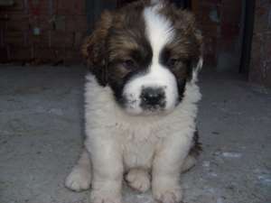 saint bernard de vanzare