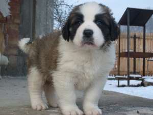 saint bernard de vanzare