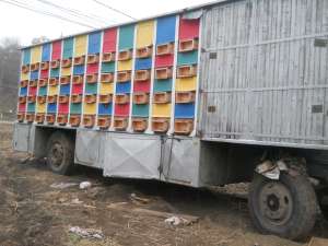 vagon apicol