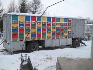 vagon apicol