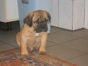 vand catei cane corso exemplare superbe