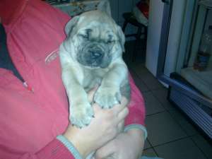 vand catei cane corso exemplare superbe