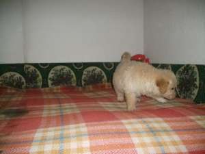 vand pui de golden retriver auriu