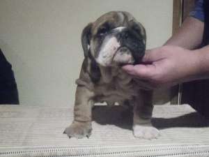 Vand pui Bulldog Englez cu perdigree