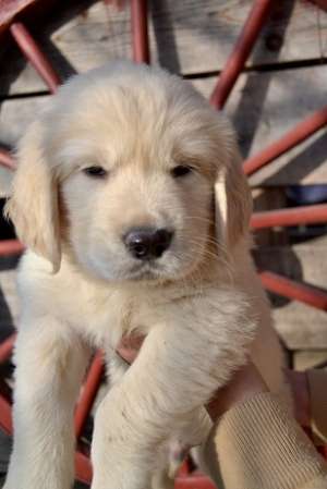 Catei din rasa golden retriever