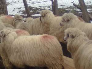 vind 50 oi turcane bine intretinute
