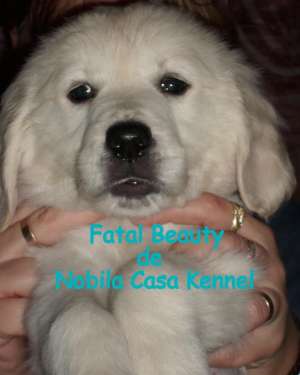 pui golden retriever