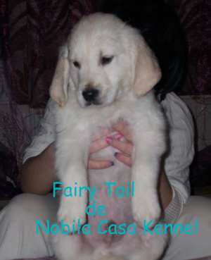 pui golden retriever