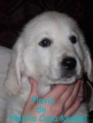 pui golden retriever