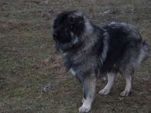 OFER LA MONTA  COBANESC CAUCAZIAN CU PEDIGREE
