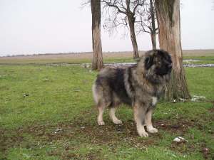 OFER LA MONTA  COBANESC CAUCAZIAN CU PEDIGREE