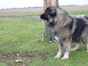OFER LA MONTA  COBANESC CAUCAZIAN CU PEDIGREE