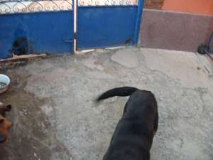vand caini de vanatoare invatati la mistreti