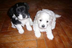 puiuti bichon
