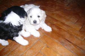puiuti bichon