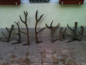 COARNE DE CERB