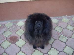 Ofer mascul Chow Chow negru                     pentru Monta