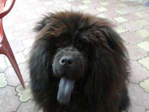 Ofer mascul Chow Chow negru                     pentru Monta