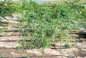Vand   salcie  plangatoare ( salix babilonica) si creata cu inaltimea de  2-4 m  din pepiniera  prop