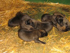 Malinois exceptionali