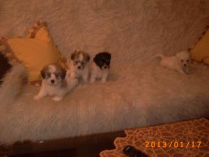 OFERTA - bichon havanez talie mica