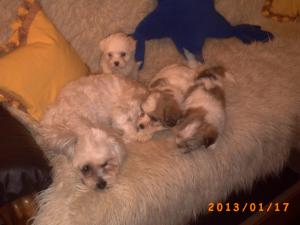OFERTA - bichon havanez talie mica