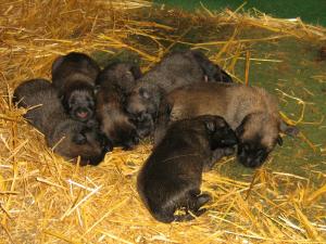 Malinois exceptionali