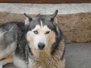 pierdut Husky zona Piata Domenii/Turda