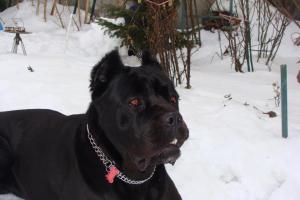 OFER PT.MONTA MASCUL CANE CORSO