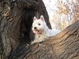 Monta Westie