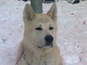 caut femela akita inu