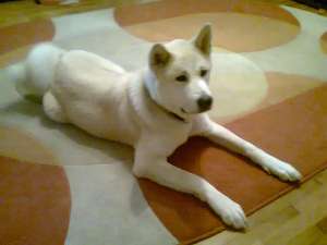caut femela akita inu