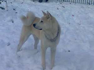 caut femela akita inu