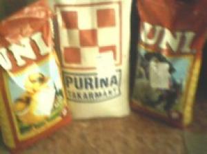 pui de carne