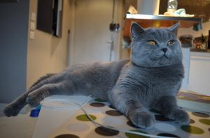 Ofer motan British ShortHair Blue pentru imperechere